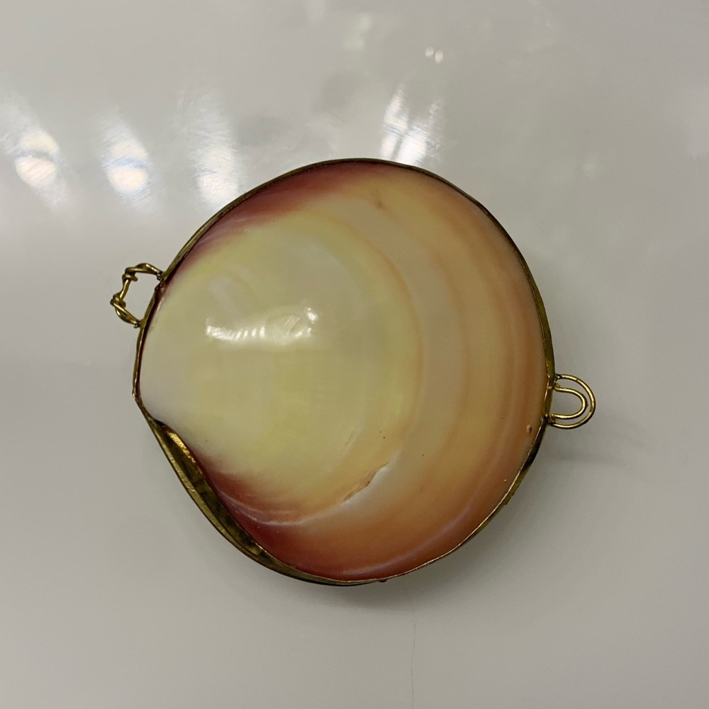 Shell coin holder